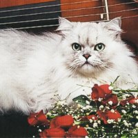 Persian silver cat laying by cello and roses