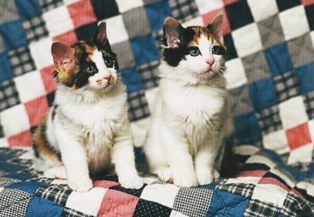 Twin calico cats sitting on a quilt