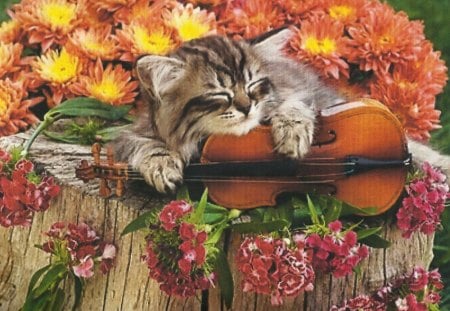 Sleeping kitten with violin and flowers - flowers, violin, sleeping, kitten