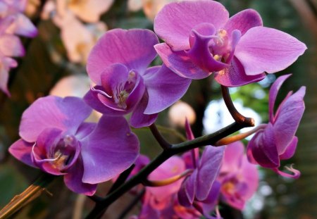 Pink Flowers