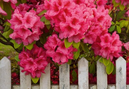 Pink garden - pretty, summer, beautiful, spring, lovely, fence, pink, blooming, leaves, flowers, bush, nature, garden, nice, park