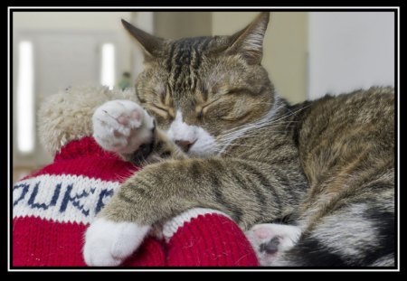 Cat - sleepy, cute, beautiful, cat, sleeping, kitty, cats, hat, cat face, paws, face, animals, pretty, beauty, sweet, kitten, lovely