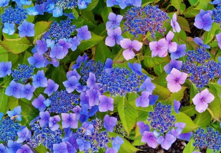 Blue - flowers, beautiful, purple, blue