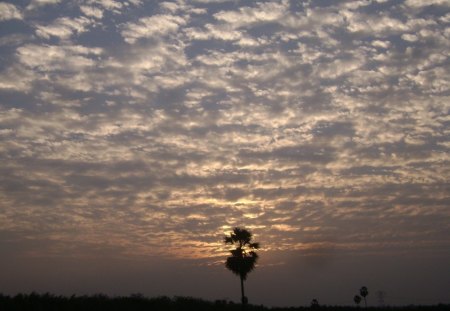 Sun and tree - pattern, sun, india, clouds, tree, villag, sunset, cloudy, sunrise