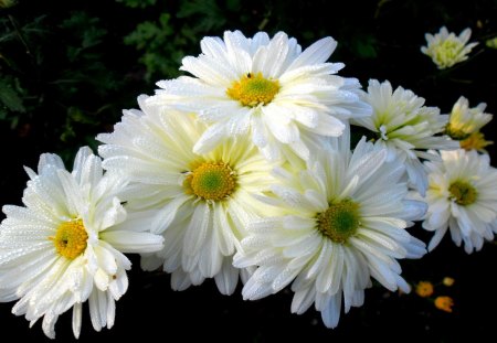 WHITE DAISIES - white, drops, soft, beauty, flowers, daisies