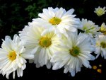 WHITE DAISIES