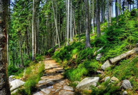 FOREST TRAIL - trees, trail, forest, green, hdr, grass