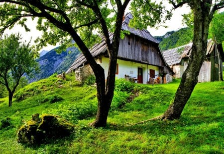 HOUSE on the HILL - architecture, hills, house, trees, nature