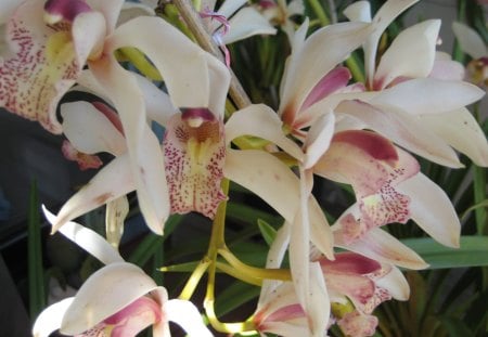 Beautiful Orchids - Pink, Leaves, Cream, Flowers