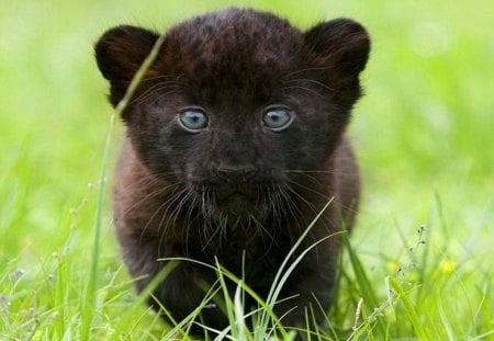 Little blue eyes - black panther, cub, blue eyes, cat