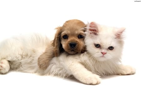 too cute for words - cute, couple, puppy, kitty