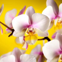 Beautiful orchids