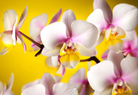 Beautiful orchids - orchids, nice, fresh, delicate, tender, lovely, pretty, yellow, beautiful, pink, flowers