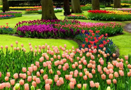 Park with flowers - nice, freshness, trees, fragrance, delicate, colorful, tulips, greenery, spring, calm, pretty, scent, alleys, grass, garden, fresh, park, summer, lovely, serenity, nature, beautiful, rest, delight, flowers