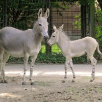 Animal Series for 2013 --wild donkies in the zoo