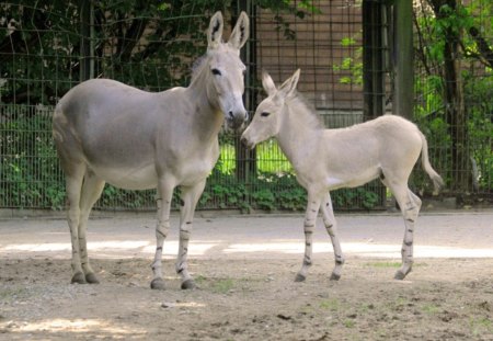 Animal Series for 2013 --wild donkies in the zoo