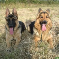 German sheperd dogs