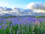 Field of Purple Flowers