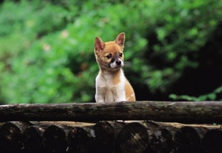 Dog - face, pretty, playful dog, cute, animals, beauty, beautiful, sweet, puppy, bubbles, playful, dogs, puppies, pay, lovely, dog face