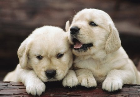 Dogs - pretty, pay, beautiful, dog face, beauty, puppies, lovely, playful dog, sweet, playful, dogs, bubbles, cute, face, puppy, animals