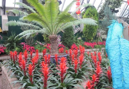 Photography day with my flowers 05 - trees, photography, palm, bromeliad, red, blue, green, flowers, garden