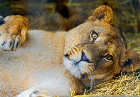 Lion - sleepy, cute, beautiful, cat, sleeping, kitty, cats, hat, cat face, paws, face, animals, pretty, beauty, sweet, kitten, lovely