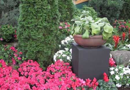 Photography day with my flowers 17 - Azalea, trees, Flowers, photography, cyclamen, white, red, green, garden, Bromeliad