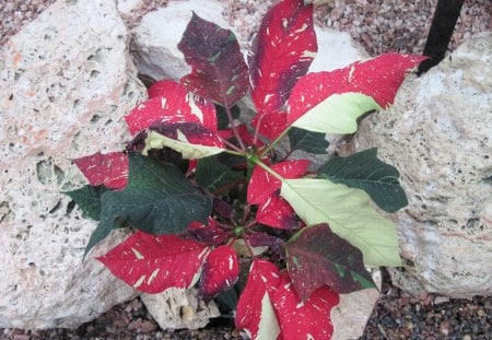 Photography day with my flowers 23 - red, garden, brown, rocks, flowers, photography, stones, green