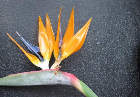 Photography day with my flowers 30 - bird of paradise, Flowers, blue, red, green, photography, orange