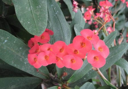 Photography day with my flowers 31 - red, garden, flowers, leaf, photography, green