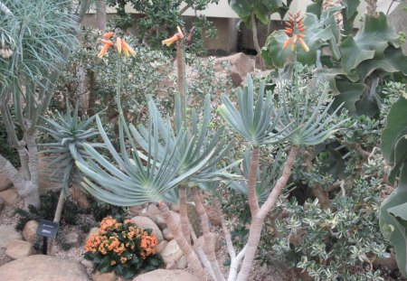 Photography day with my flowers 39 - Kalanchoe, trees, Flowers, green, photography, photgraphy, cactus, orange