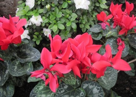 Photography day with my flowers 41 - white, red, garden, flowers, photography, cyclamen, green