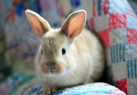 *** Sweet...*** - animal, bunny, animals, spring