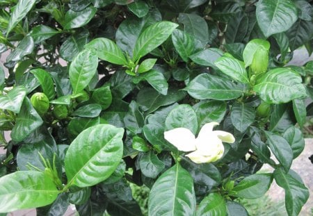 Photography day with my flowers 48 - white, garden, flowers, leaf, photography, green