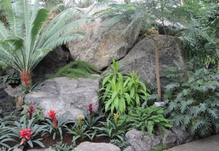 Photography day with my flowers 50 - red, palm, rocks, flowers, garden, bromeliad, photography, leaf, tree, grey, green