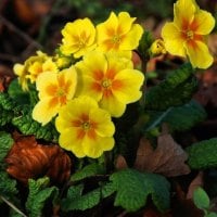 Beautiful Yellow Flowers