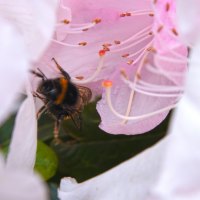 the bee