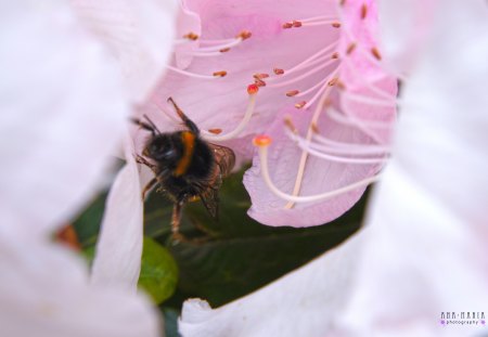 the bee - bugs, summer, flower, pink