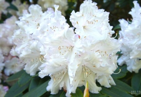 Flowers - white, flowers, garden, yellow