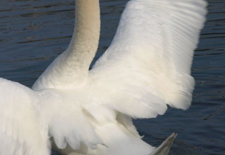 In A Flap - majestic, mute swan, lovely, gracefull