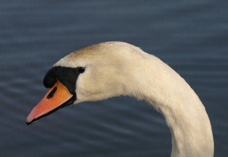 Im Gorgeous - majestic, mute swan, lovely, gracefull