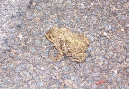 i cant walk no more - common, frog cousin, toad, hitchin a ride