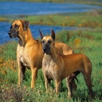 great danes dogs