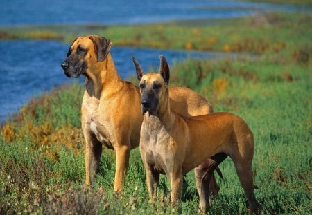 great danes dogs - canine, dog, grass, water