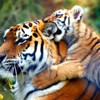 Mam tiger a tiger small