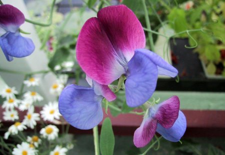 Rare beautiful flowers - Flowers, blue, green, leaves