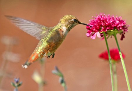 Flower and Bird - bird, flower, pink, red