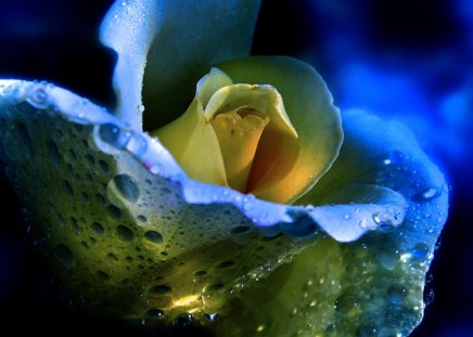 **Blue Drops on the Petals** - trees, photography, water, colorful, wonderful, softness, pretty, cool, petals, cute, drops, love, adorable, tender touch, gentle, lovely, plants, pollen, nature, blue, beautiful, leaves, splendor, sweet, colors, flowers