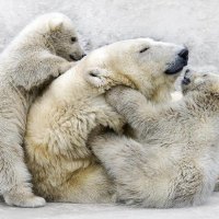 polar bears having fun