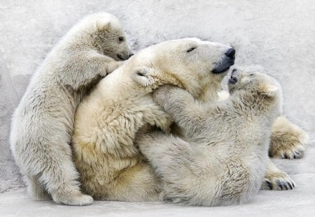 polar bears having fun - bears, alaska, animals, cute